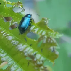 Alder Flea Beetle thumbnail 3
