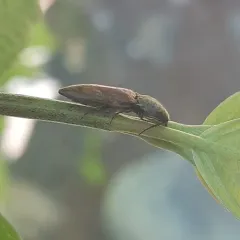 Prosternon bombycinum thumbnail 2