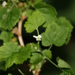Northern Black Currant thumbnail 1