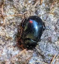 American False Clown Beetle thumbnail 1