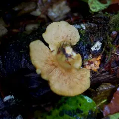 Late Oyster thumbnail 4