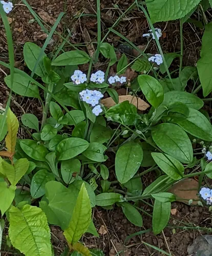 broadleaf forget-me-not