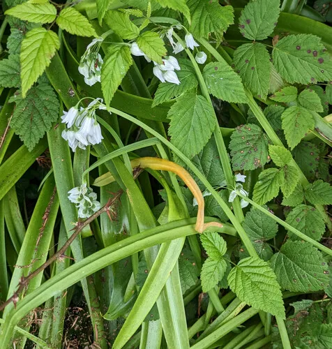 Three-cornered garlic