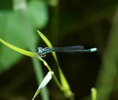 Turquoise Bluet thumbnail 3