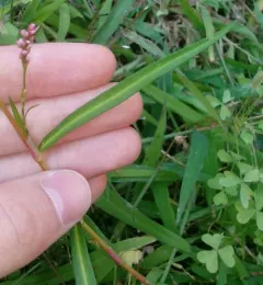 small water-pepper thumbnail 2