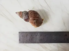 Buccinum finmarkianum thumbnail 3
