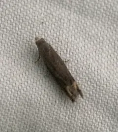 Minute Ragweed Borer thumbnail 3