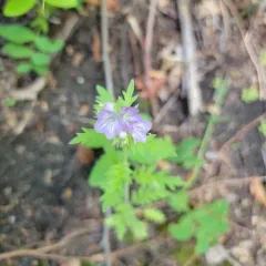 Franklin's Phacelia thumbnail 2