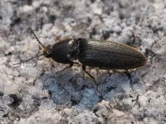 Sorrowful Click Beetle thumbnail 1
