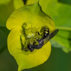 Lestica producticollis thumbnail 2
