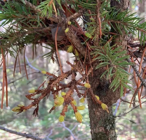 spruce witch's broom rust