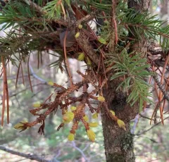 spruce witch's broom rust thumbnail 1