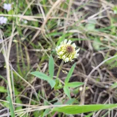 Long-stalked Clover thumbnail 3