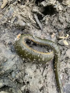 Haemopis terrestris thumbnail 1