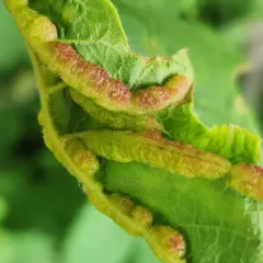 box elder gall midge thumbnail 3