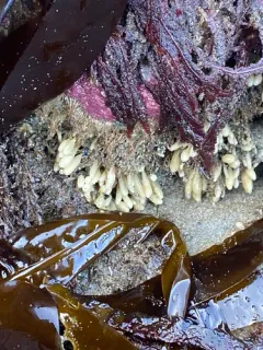 smooth urn sponge thumbnail 2