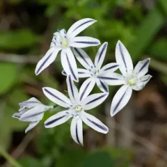 Henderson's triteleia thumbnail 3