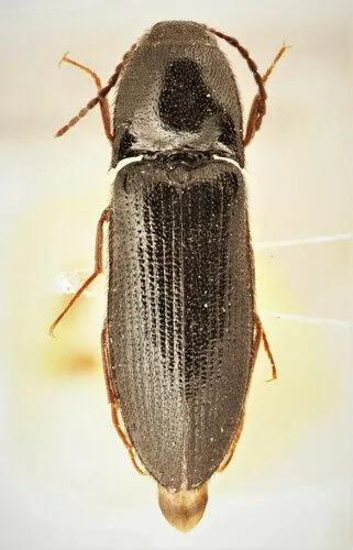 Black Click Beetle