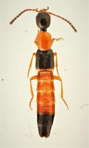 Neobisnius jucundus
