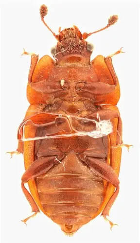 Soronia guttulata