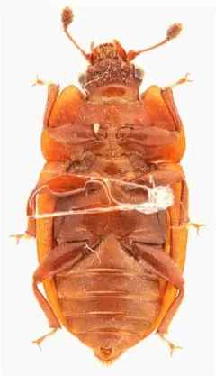 Soronia guttulata thumbnail 1