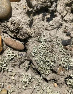 Tumbleweed Shield Lichen thumbnail 4
