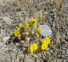 Piper's Daisy thumbnail 2