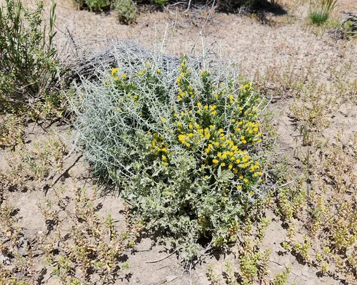 Shortspine Horsebrush