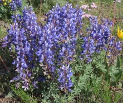 rock lupine thumbnail 3