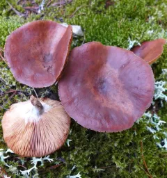 Rufous Milkcap thumbnail 1