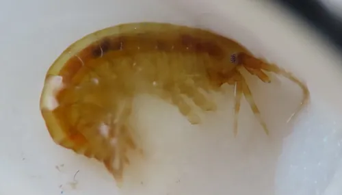 Marinogammarus obtusatus