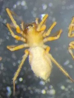 Scotinotylus sanctus thumbnail 2