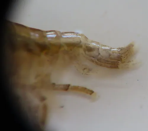 Ischyrocerus anguipes