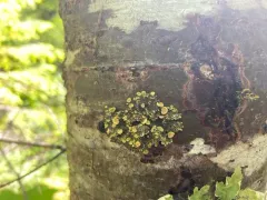 Lobaria silvae-veteris thumbnail 1