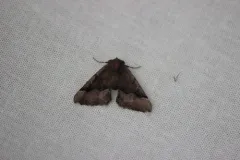 Western Pero Moth thumbnail 3
