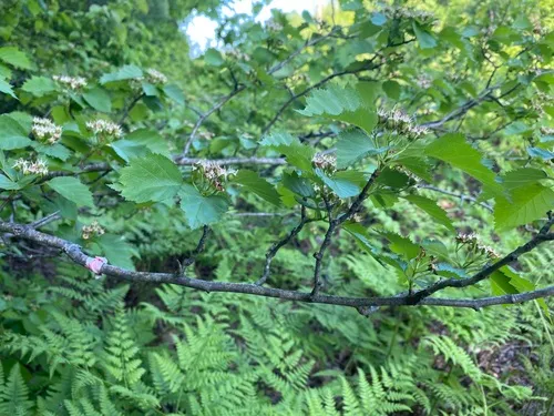 poplar hawthorn
