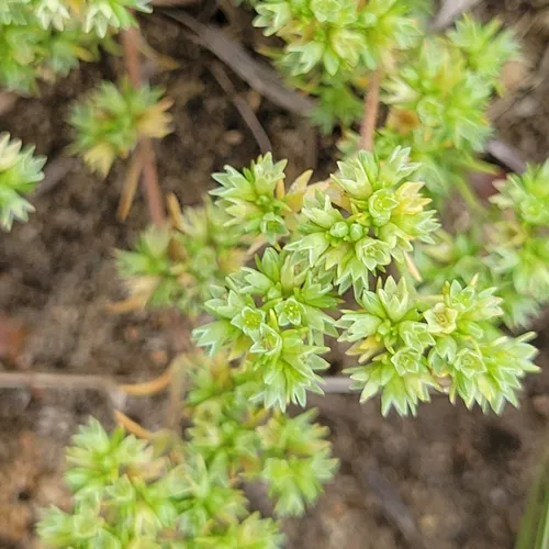 Annual Knawel