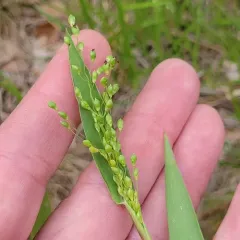 Scribner's Panicgrass thumbnail 1