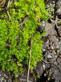 Marsh Forklet Moss thumbnail 1