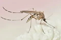Aedes stimulans thumbnail 3