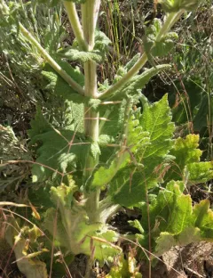 Mediterranean sage thumbnail 3