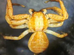 Emerton's Crab Spider thumbnail 3
