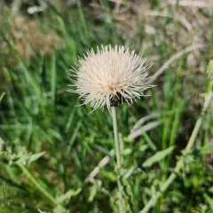Palouse Thistle thumbnail 4