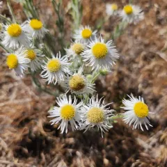 Shaggy Fleabane thumbnail 4