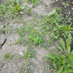 Lesser swine-cress thumbnail 2