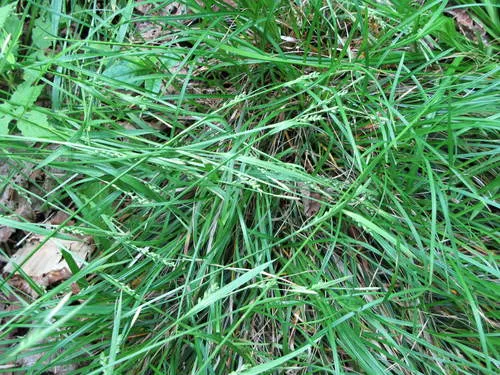 Necklace Spike Sedge