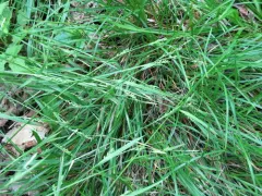 Necklace Spike Sedge thumbnail 1
