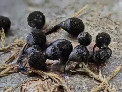 Meriderma cribrarioides thumbnail 2