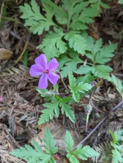 Greater Herb Robert thumbnail 2