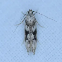 Spruce Micromoth thumbnail 2